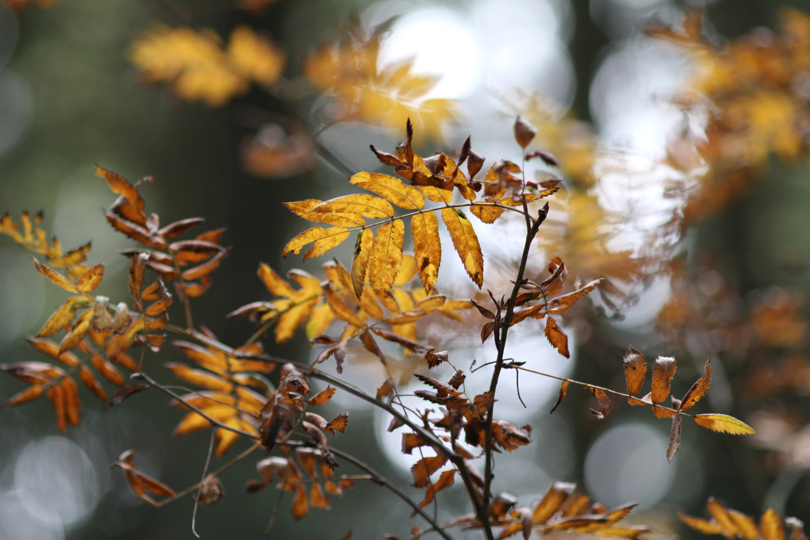 Herbststimmung