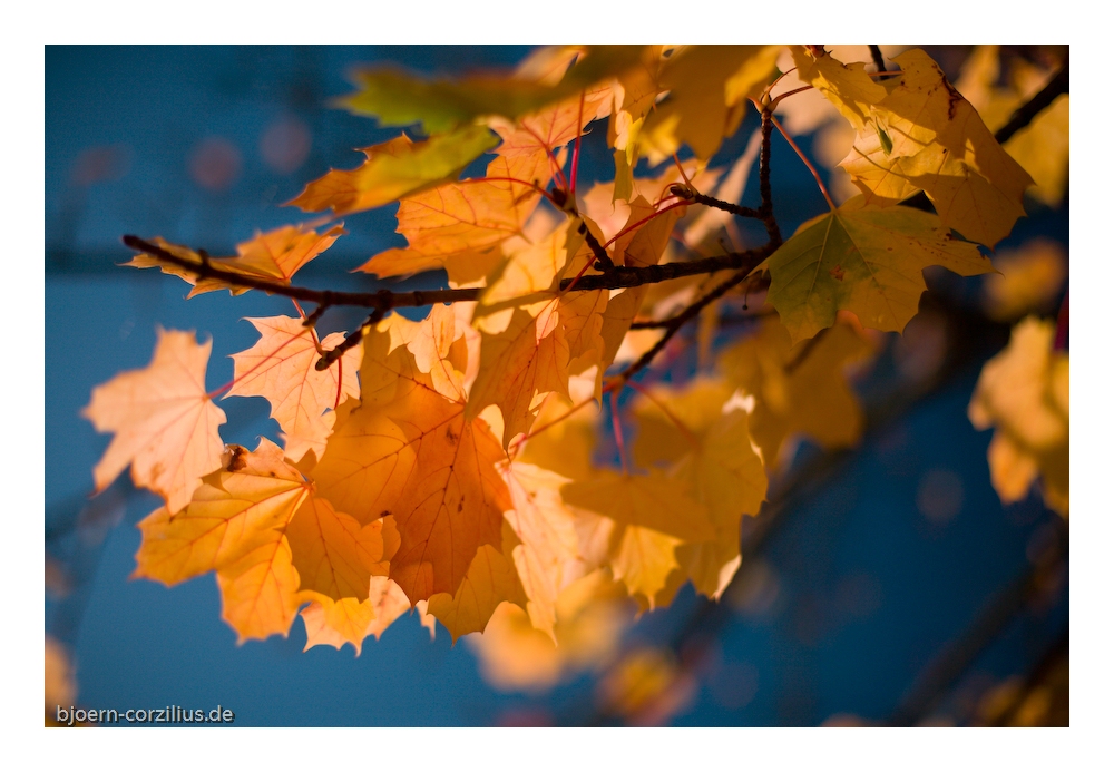 Herbststimmung 6