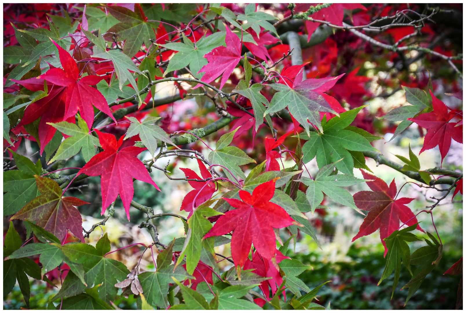 Herbststimmung 6