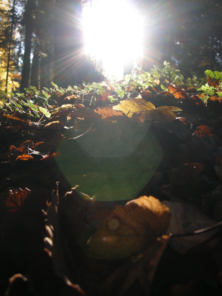 Herbststimmung. von Schokobohne.. 