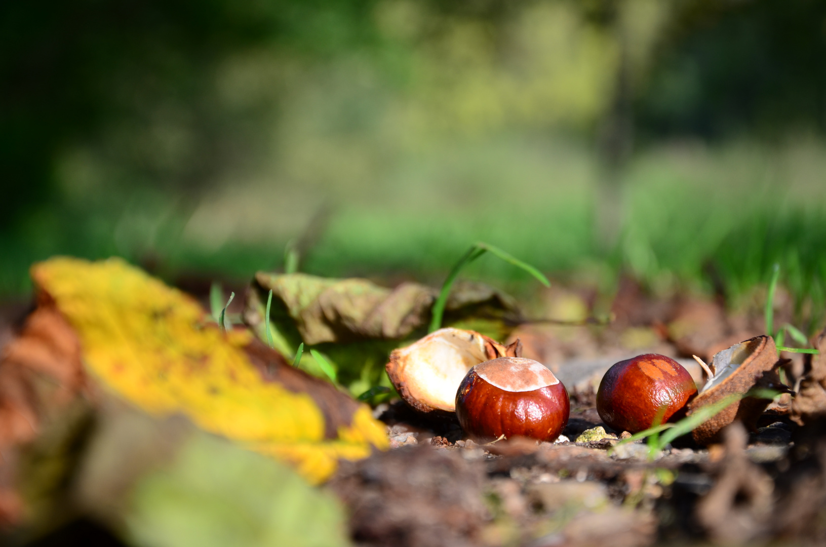 Herbststimmung