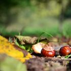 Herbststimmung