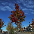 Herbststimmung