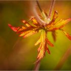 Herbststimmung