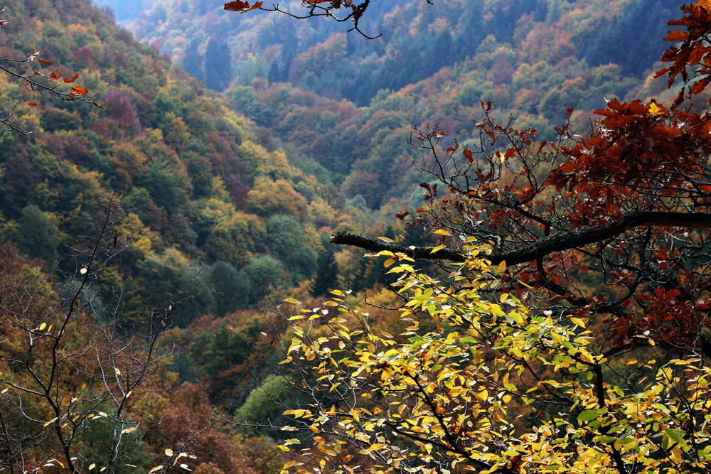 Herbststimmung