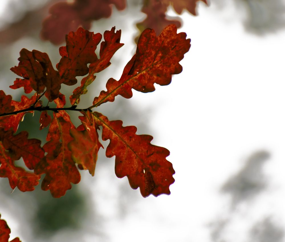 Herbststimmung