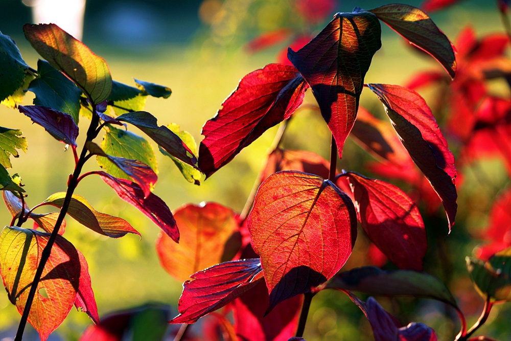 Herbststimmung