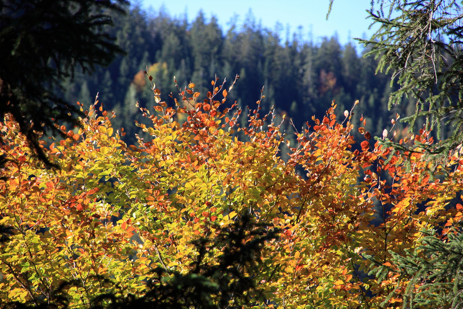 Herbststimmung