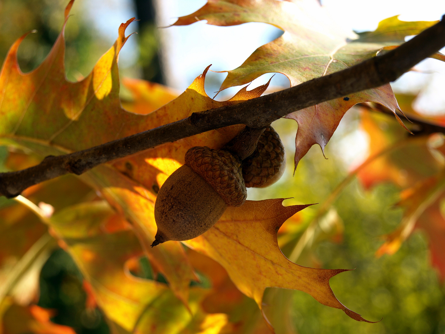 Herbststimmung