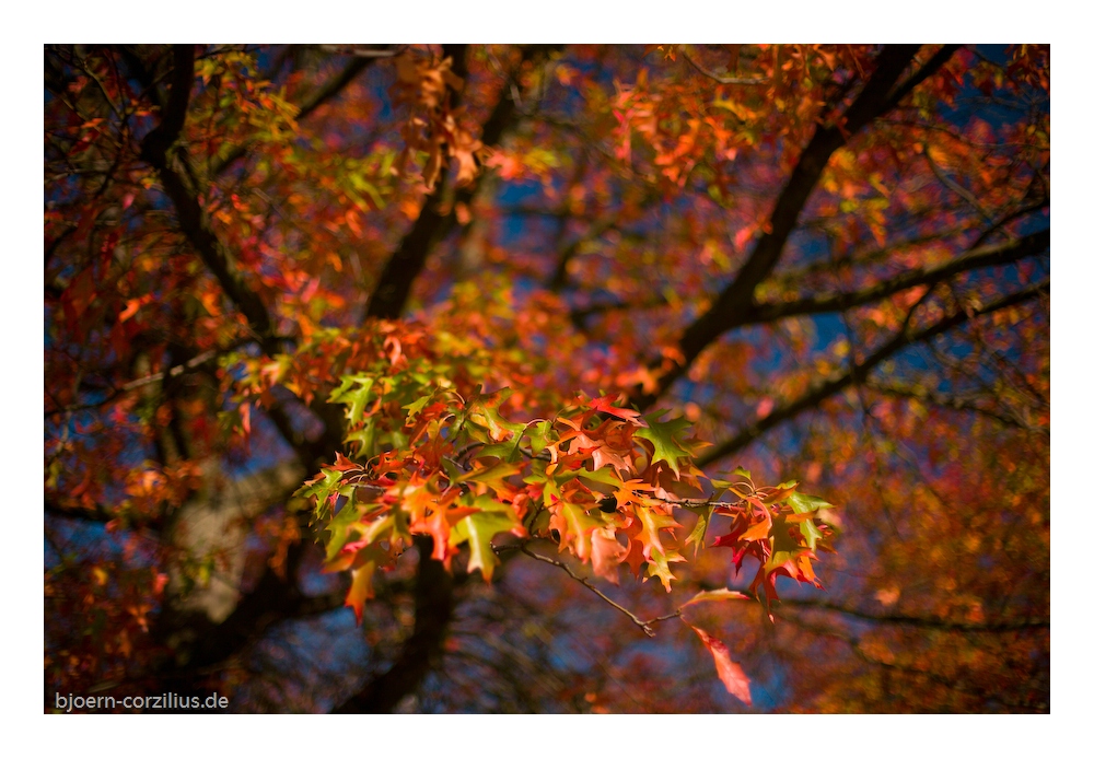 Herbststimmung 7