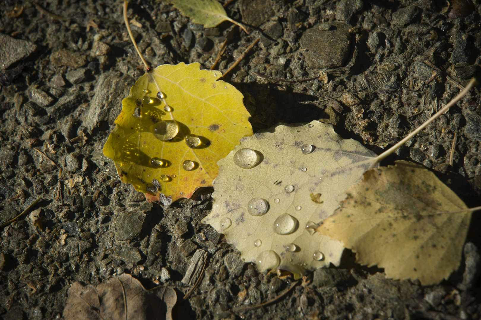 Herbststimmung