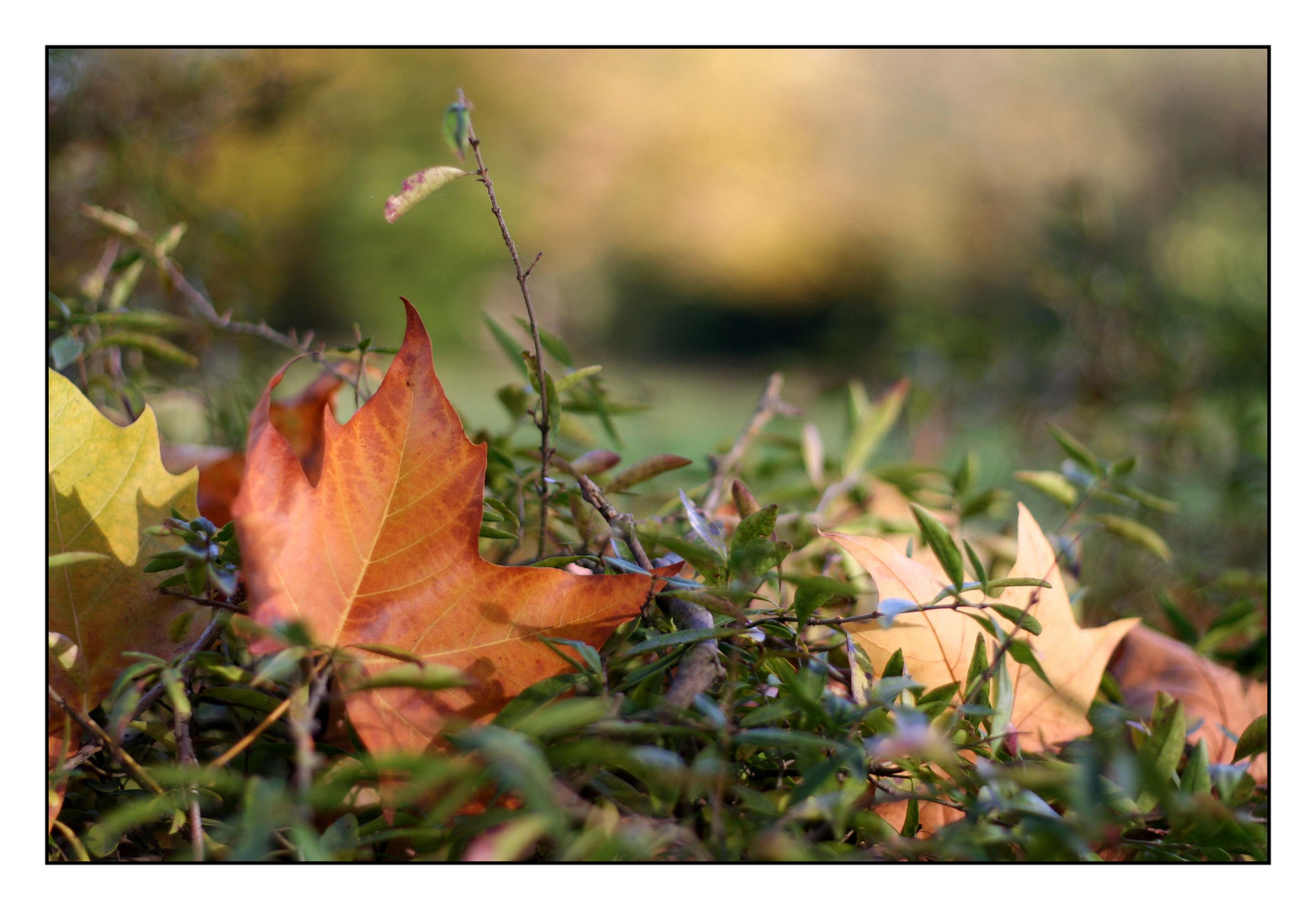 Herbststimmung