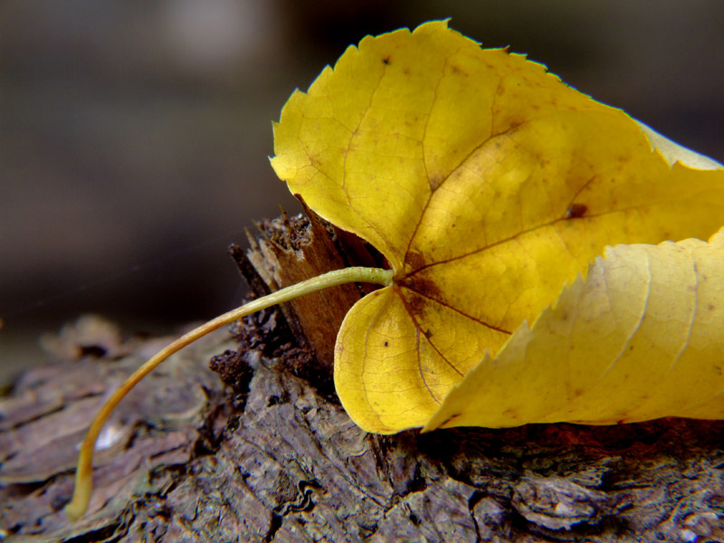 Herbststimmung