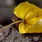 Herbststimmung