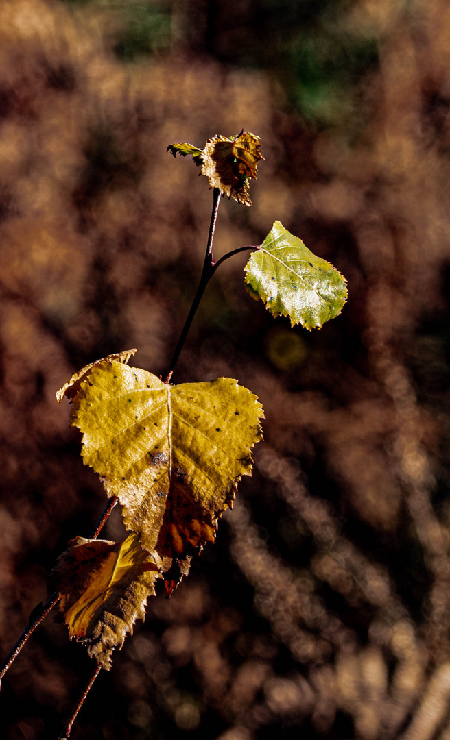 Herbststimmung