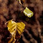 Herbststimmung