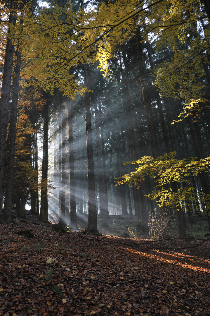 Herbststimmung