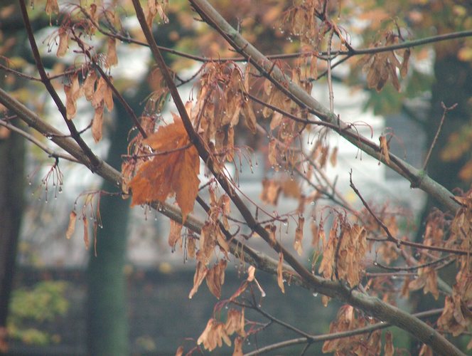 herbststimmung