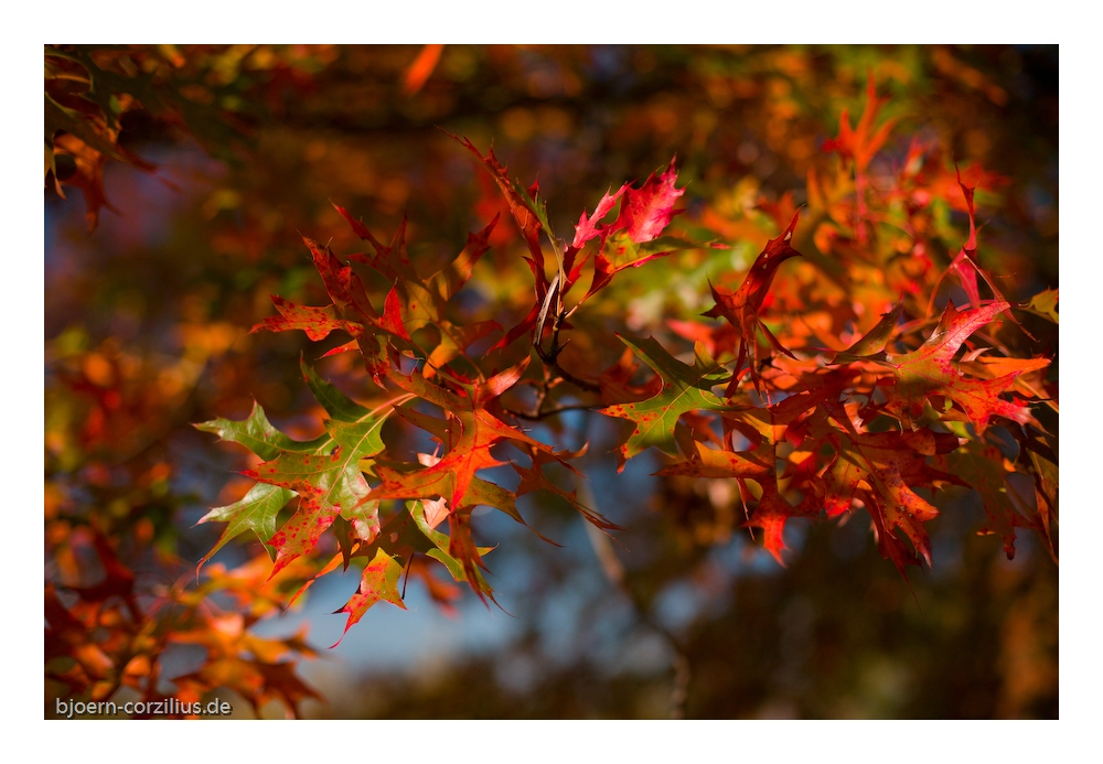 Herbststimmung 8