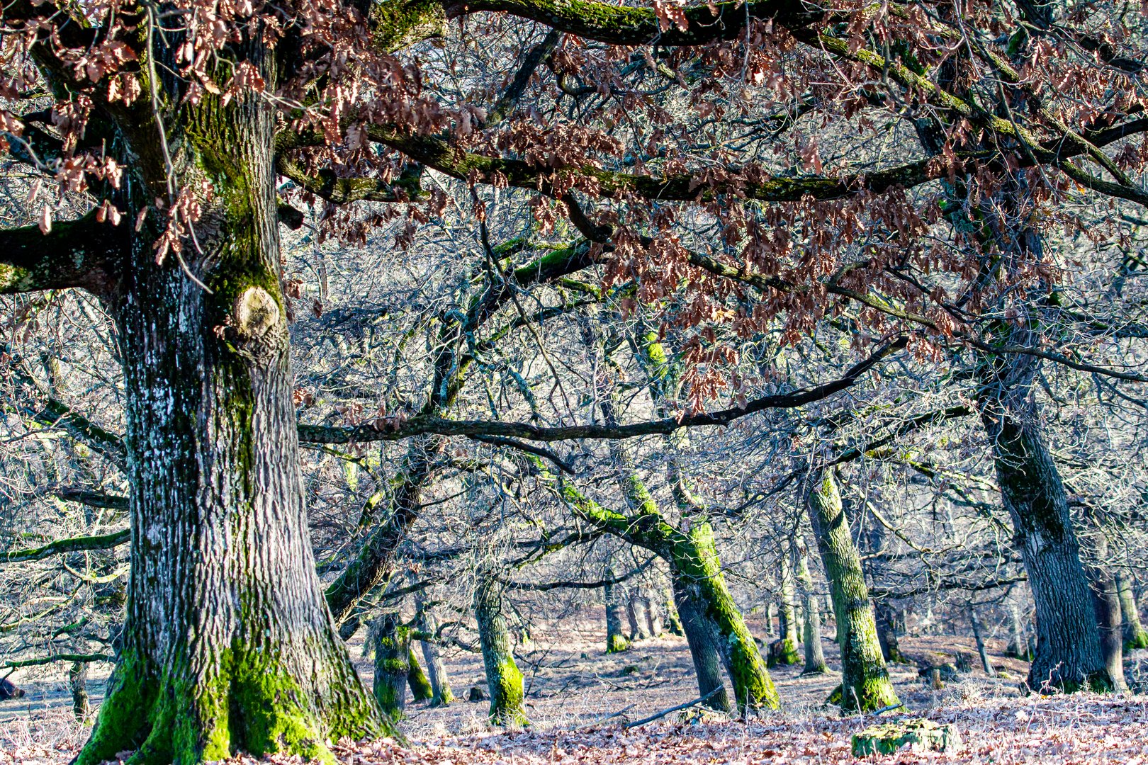 Herbststimmung