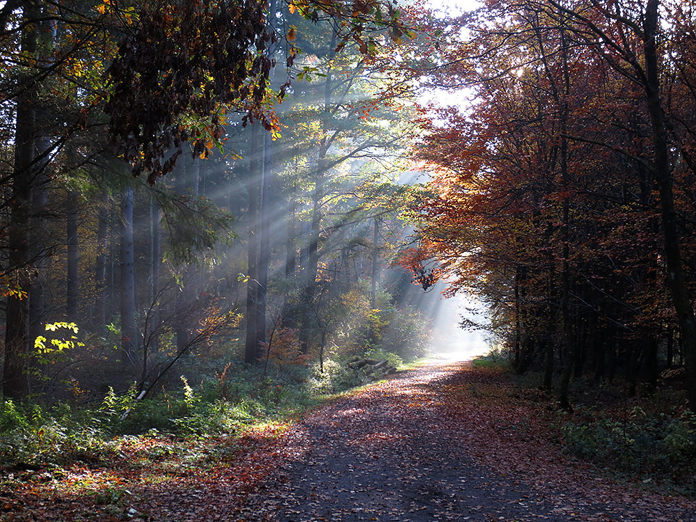 Herbststimmung