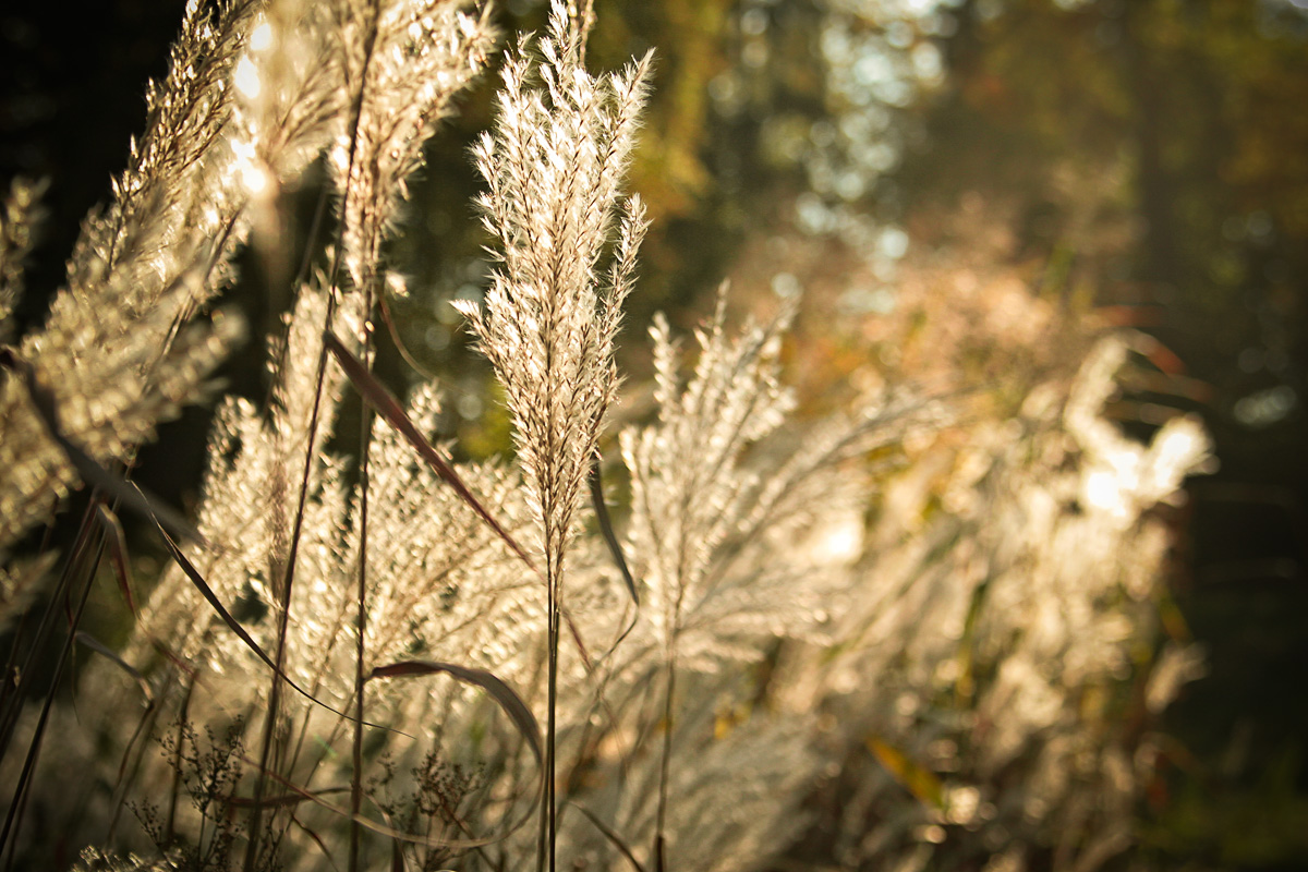 Herbststimmung