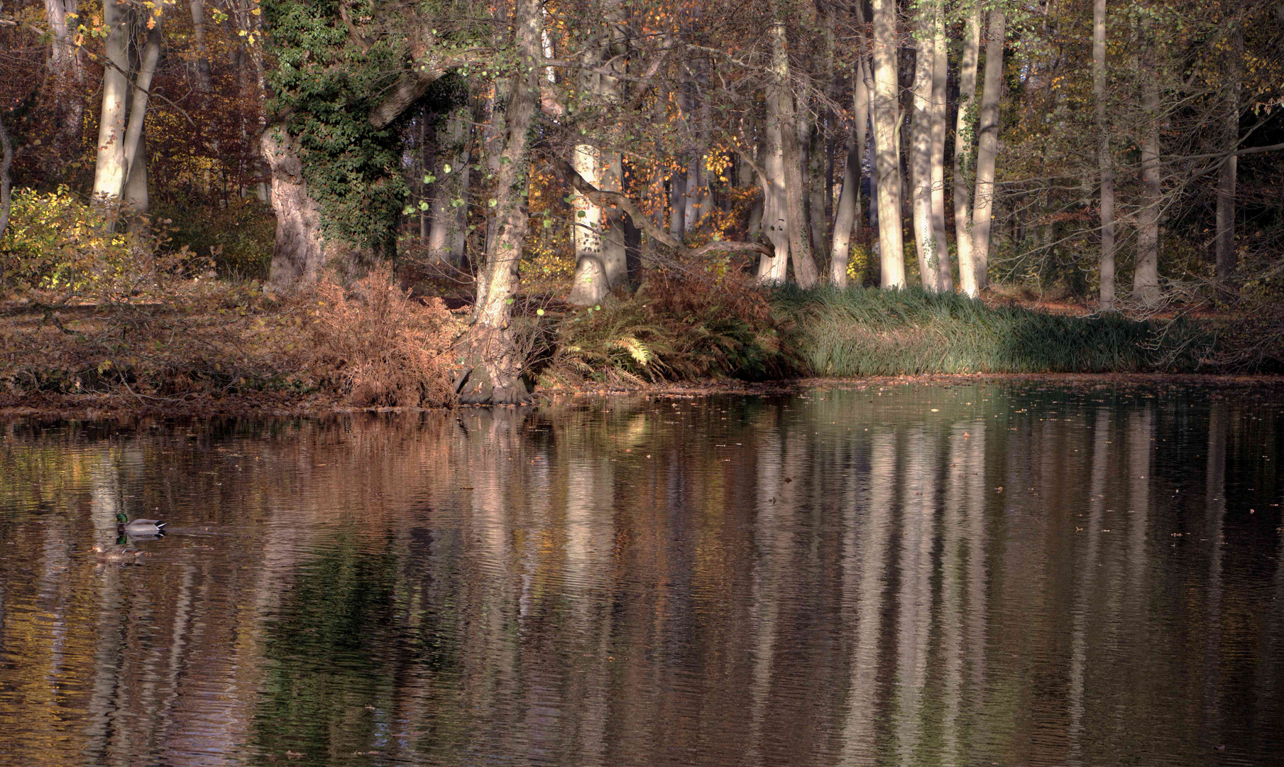 Herbststimmung