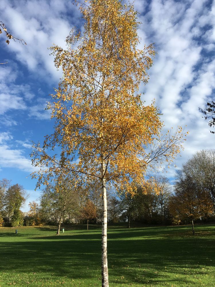 Herbststimmung