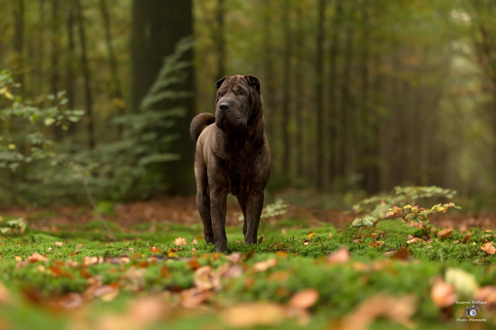 Herbststimmung