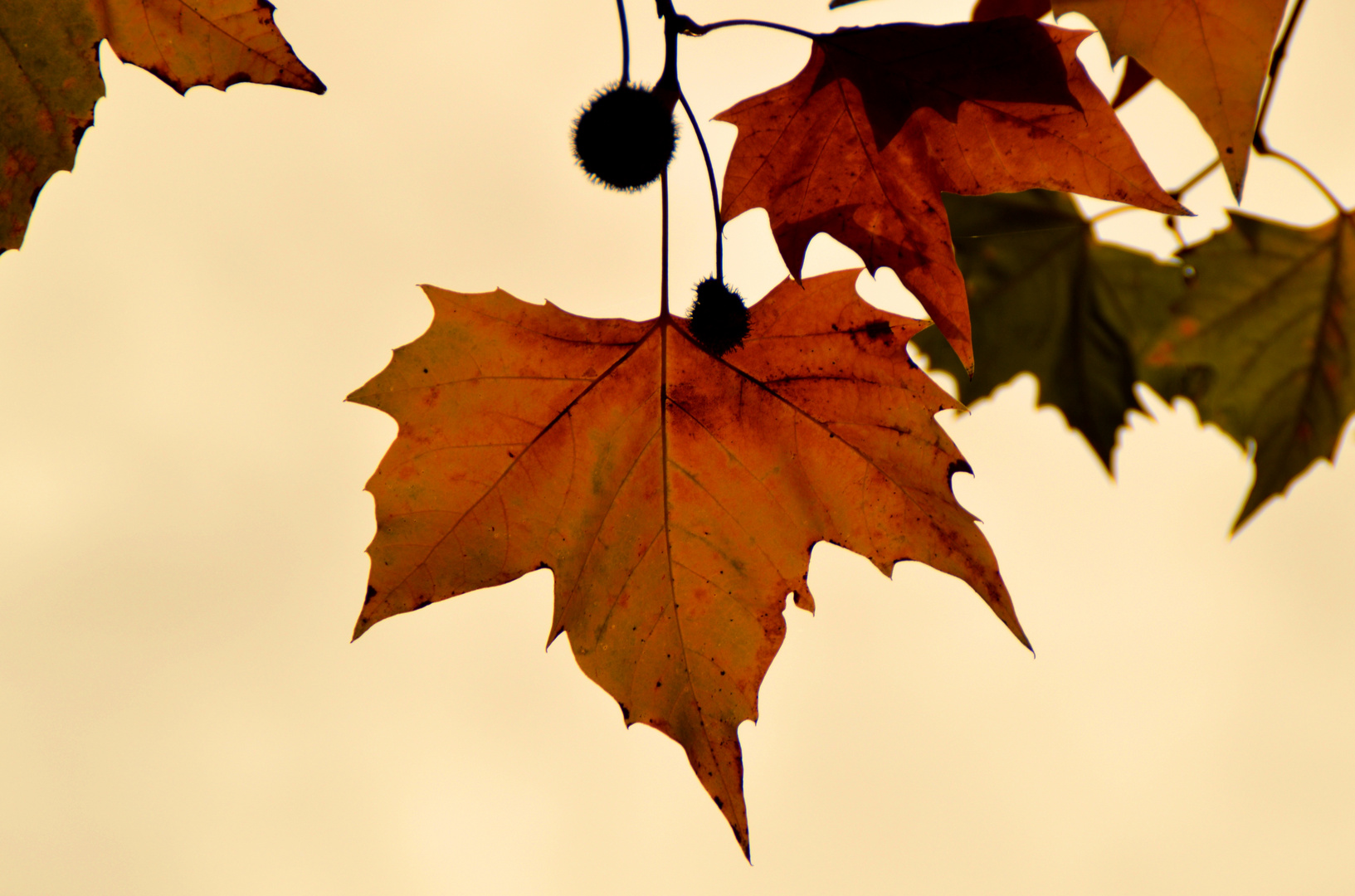 Herbststimmung