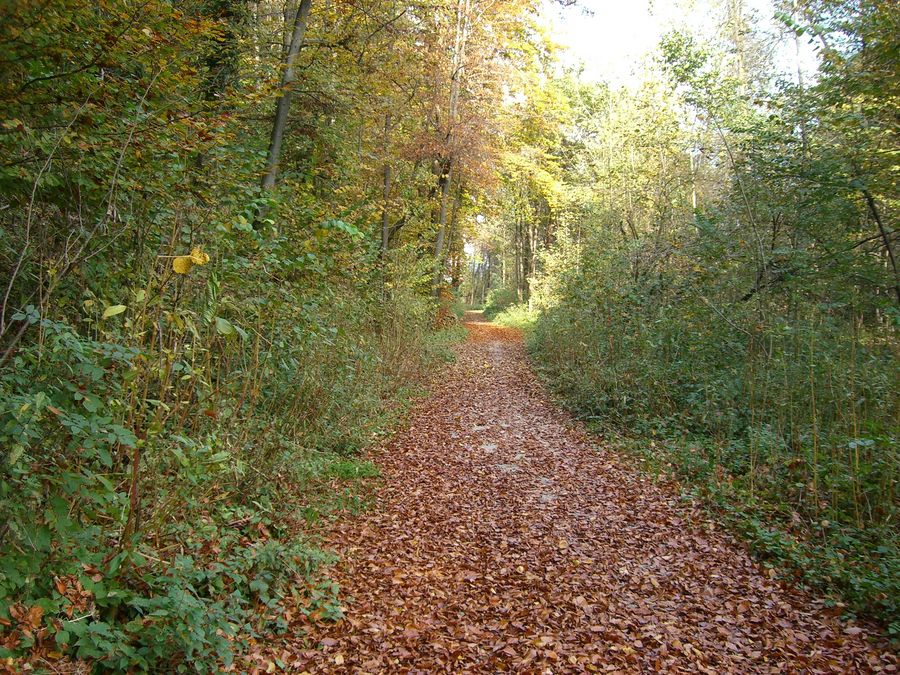 Herbststimmung