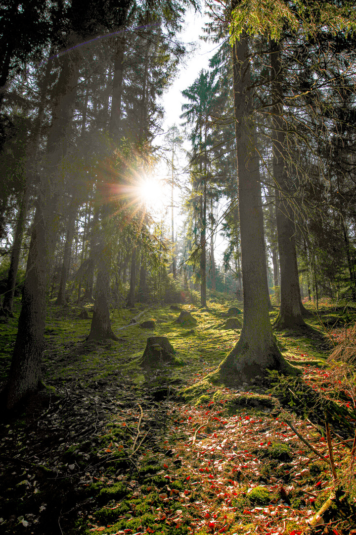 Herbststimmung