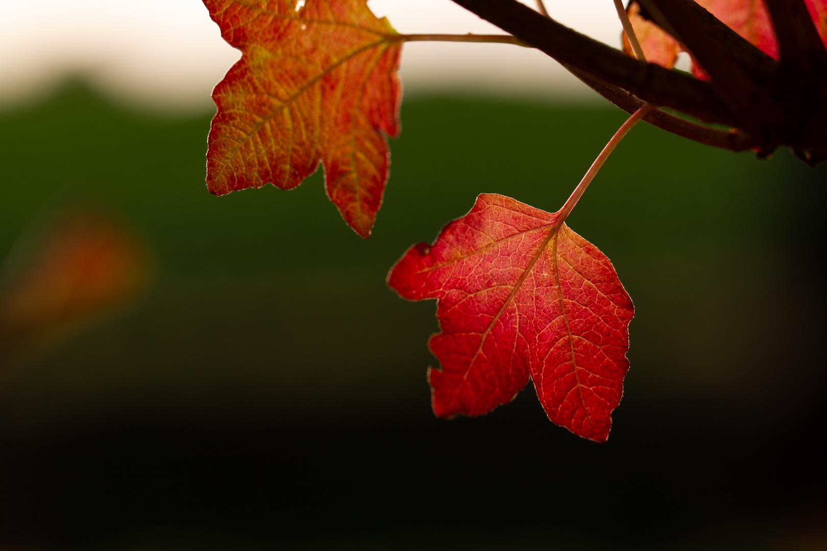 Herbststimmung