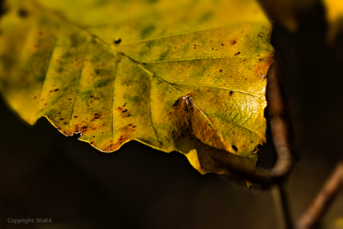 Herbststimmung