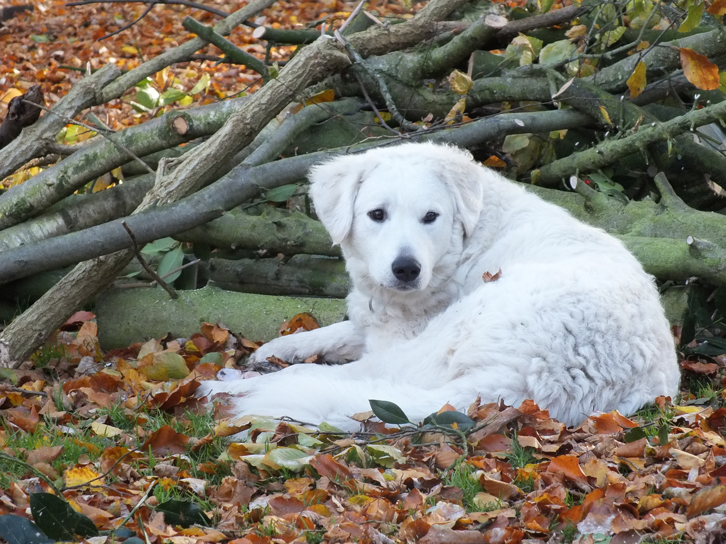 Herbststimmung