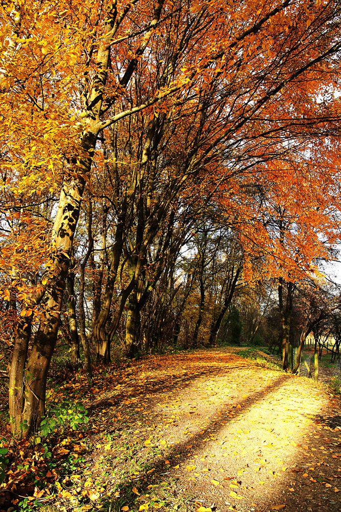 Herbststimmung