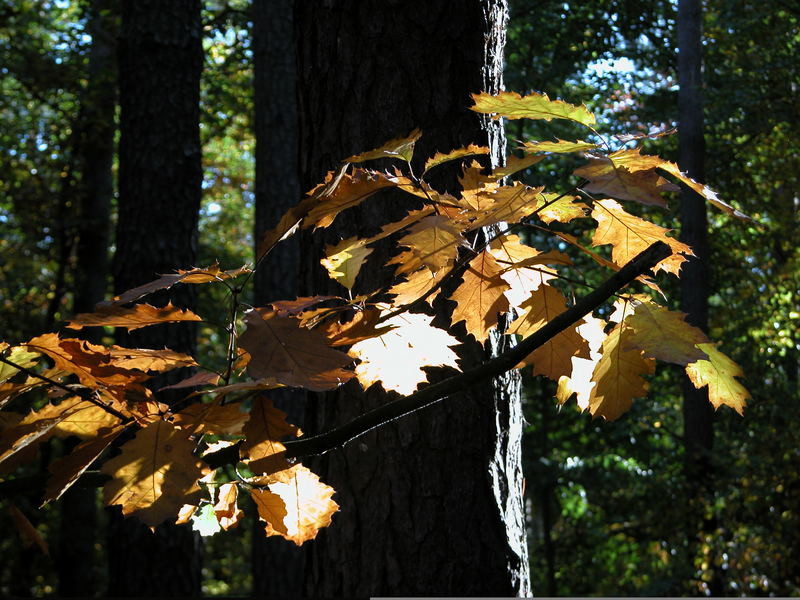 Herbststimmung