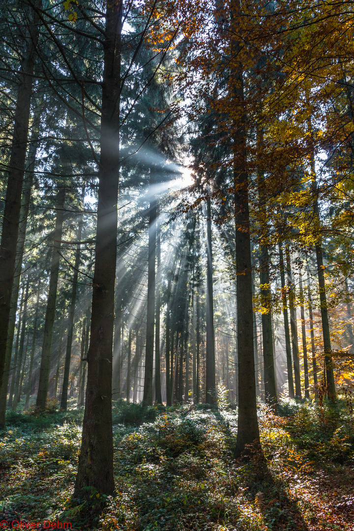 Herbststimmung