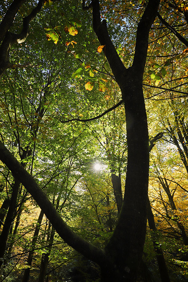 Herbststimmung