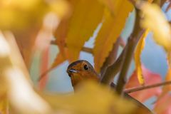 Herbststimmung