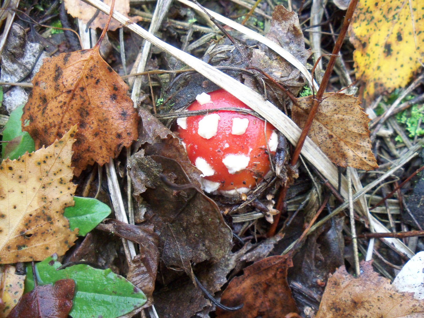 Herbststimmung