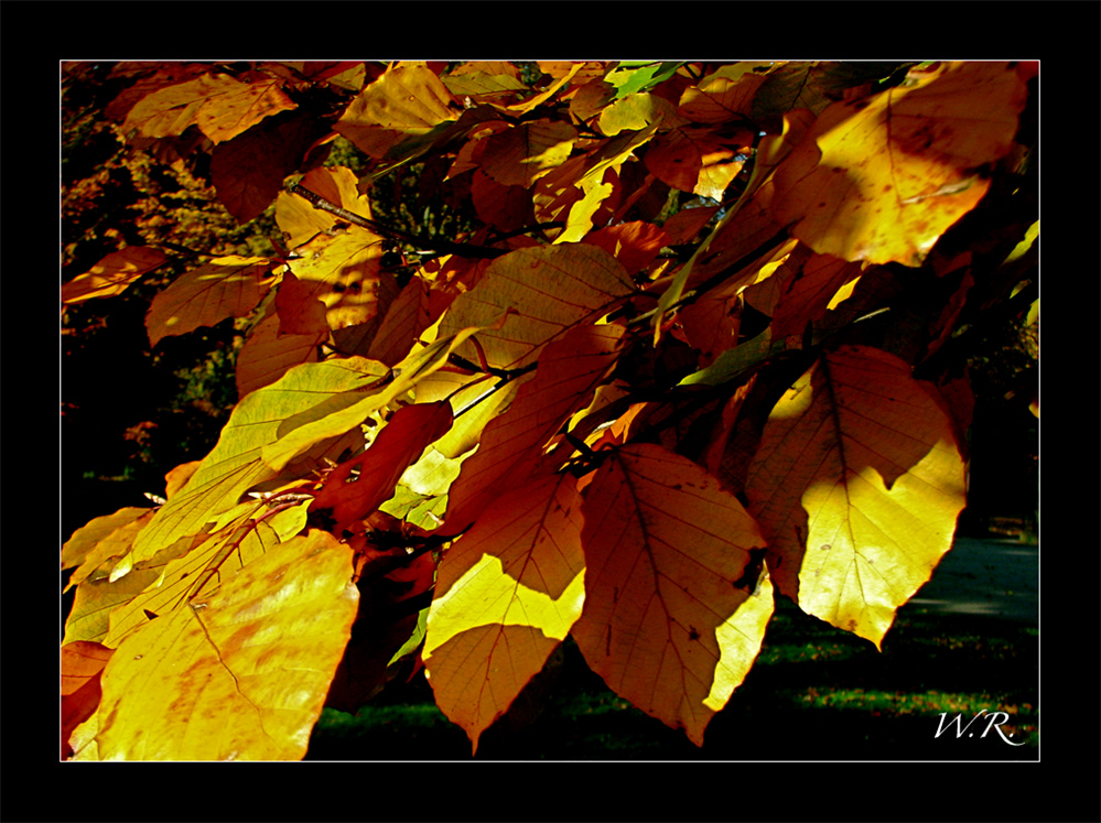 Herbststimmung...