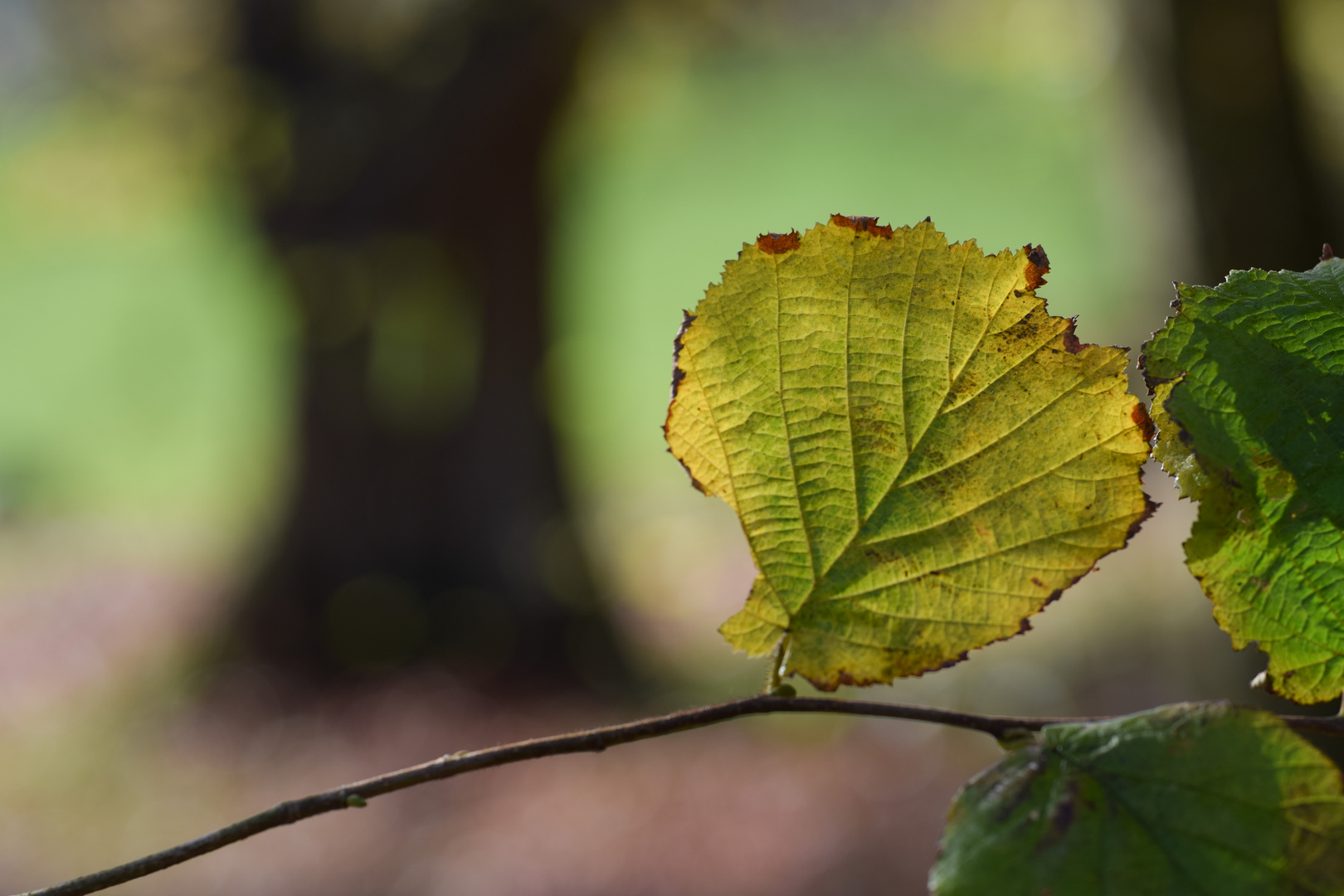 Herbststimmung