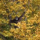 Herbststimmung Affe im Blätterwald