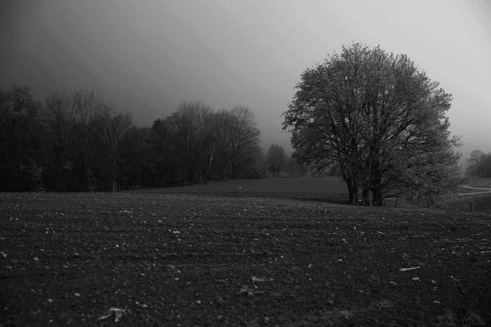 Herbststimmung am Abend im Nebel