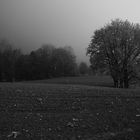 Herbststimmung am Abend im Nebel