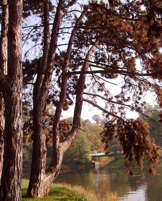 herbststimmung am adolf mittag see