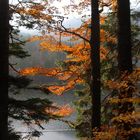 Herbststimmung am Arbersee