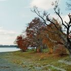 Herbststimmung am Bodensee