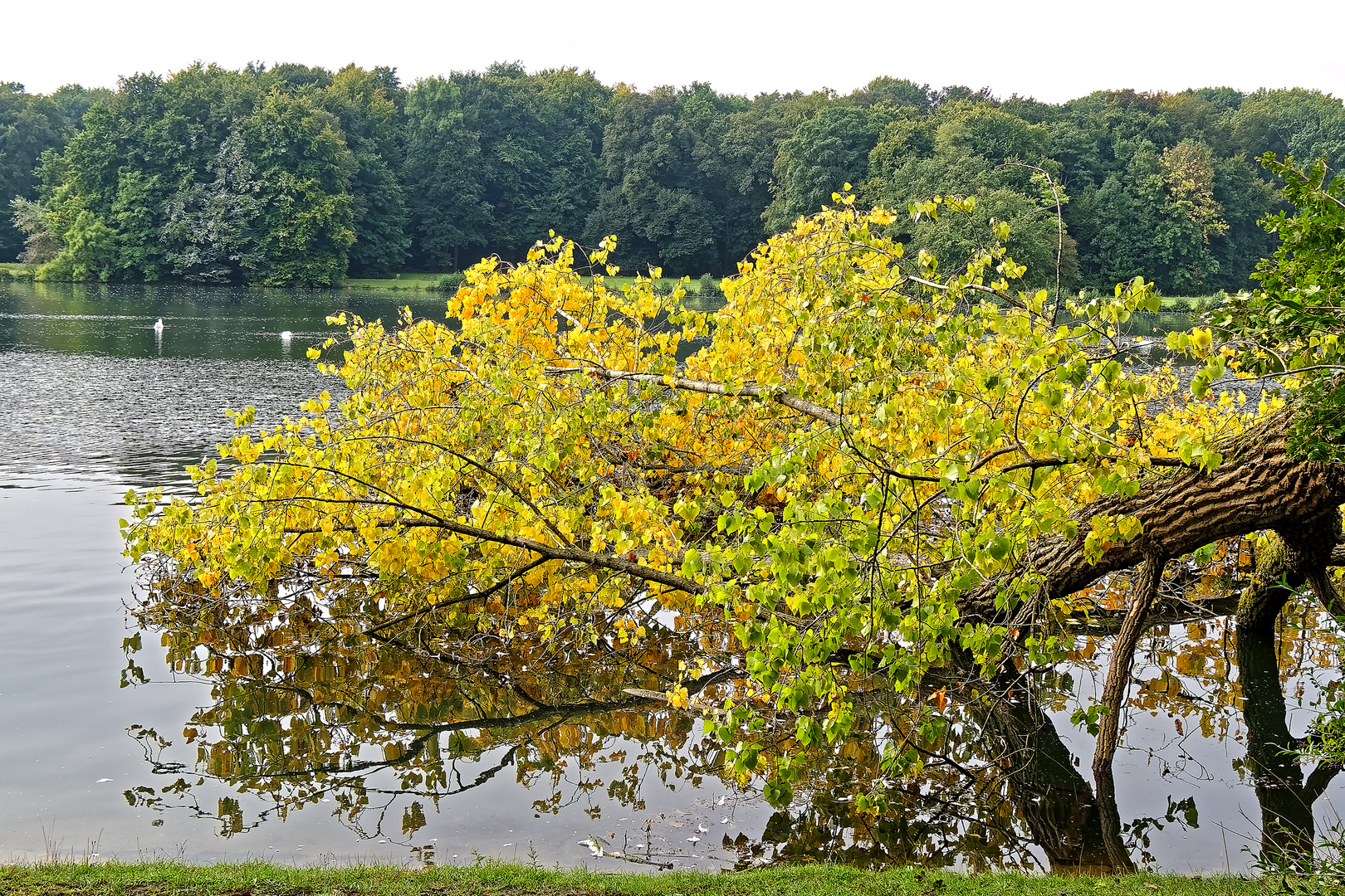 Herbststimmung am Decksteiner Weiher in Köln (1)